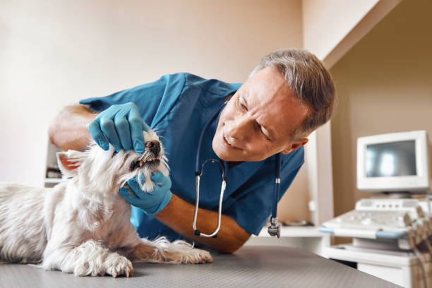 Best Emergency Tooth Extraction in Jefferson, WI